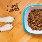 AnimaisCategoria