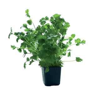 Coentros em Vaso product image