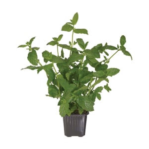 Imagem do produto Menta Vaso